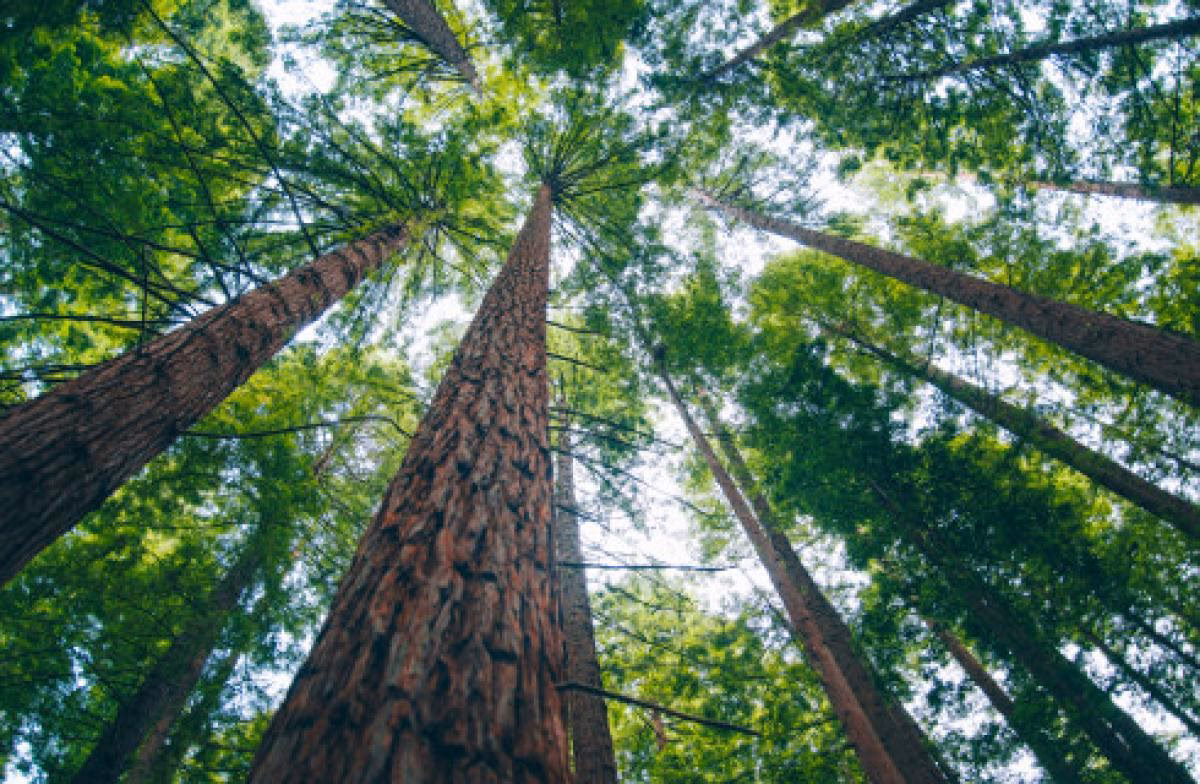 Jakie lasy są zwolnione z podatku?