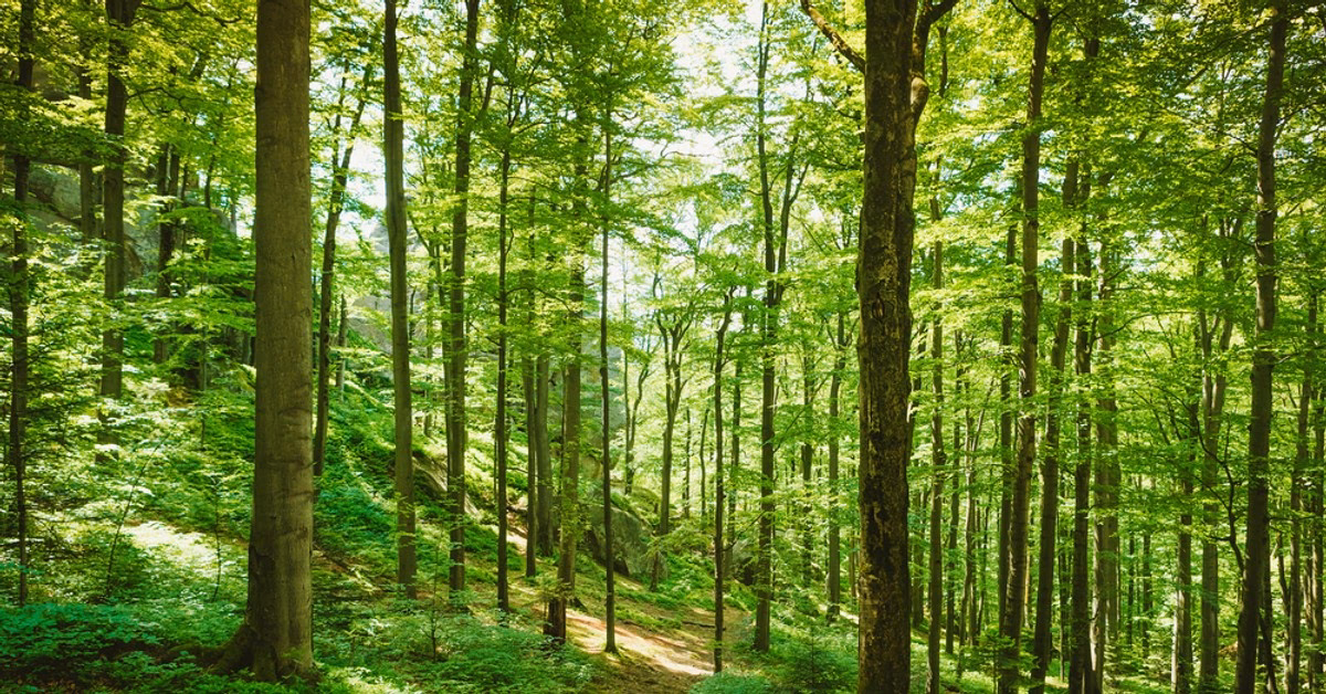 Czy lasy państwowe płacą podatek od nieruchomości?